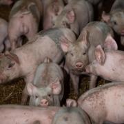 After 2.5years in the red, the pig industry has turned the corner Ref:RH070720142  Rob Haining / The Scottish Farmer