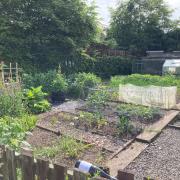 The tidy allotments kept by members of the Falkland Gardening Group