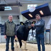 Whinnow President topped the sale at 6000gns