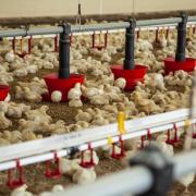 Input costs for poultry producers have been reduced significantly