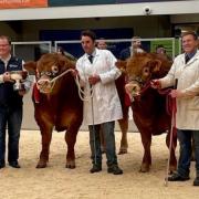 A new world record for a Limousin bull of 180,000gns has been paid for the champion, left from Gerwyn Jones, with the reserve from Bruce Goldie, selling for the second top price of 30,000gns
