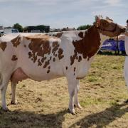 Champion red and white, Nethervalley Awesome Emma Red from Andrew Struthers and Salvador Esquierdo