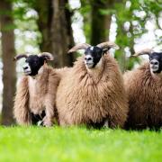Blackface hoggs from Auldhouseburn topped the sale at £1400