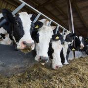 Innovative ruminant formulation is required as feed costs soar
