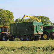 The amount of silage grown for feeding cattle during the winter can be reduced by relying more on deferred grazing