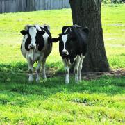 Cows can suffer from heat stress as soon as the temperature rises above 20 degrees