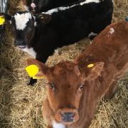 The funding will promote early disease detection in cattle