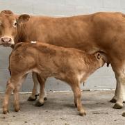 Winnington Lupine and her bull calf topped the sale at 10,000gns