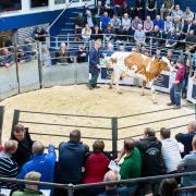 First to reach 4400gns was Carnell Peg 202 Ref:RH290622189  Rob Haining / The Scottish Farmer...