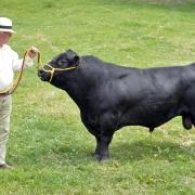 Geoff Roper with a Lowline bull