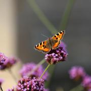 Nows the time to look after the butterflies in your garden, especially if you're taking part in the Big Butterfly Count!