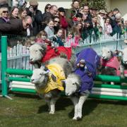 HERDWICK SHEEP trained to run and jump small fences will perform the 'Lamb National' at the Drumlanrig event