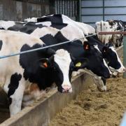 1000kg milk solids per cow per year would reduce emissions