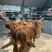 A recent sale of store cattle at Bishop's Castle. Image: Halls