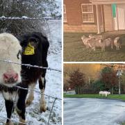 Evidence of Swindon farmer Lee Black's animals on their great Priory Vale escapes posted onto Facebook by councillor Vinay Manro