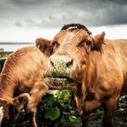 Are plant based diets really a sustainable choice for Scotland?