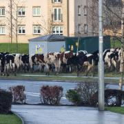 WATCH: Herd of escaped  steers spotted walking down a busy road