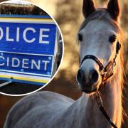 Overall, a total of 285 equine-related road incidents were logged in Scotland in 2022