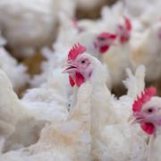 Small-scale poultry enthusiasts invited to Huntly event on care and bird flu