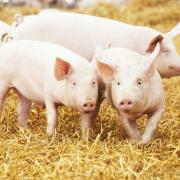 Pig slaughter numbers are at their lowest in over a decade