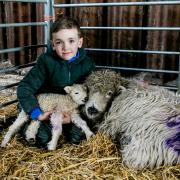 George Chrystal, eight, of Wingate who spent his pocket money buying a Grey Face Dartmoor, who's now had her first lamb Picture: SARAH CALDECOTT