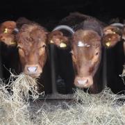 Introducing feed products that reduce methane to livestock diets may have the potential to reduce emissions