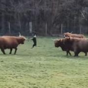 Hunt launched for owner of dog that attacked Highland cows in Glasgow park
