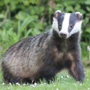 Natural England has licensed 11 new supplementary badger control areas including in Cornwall