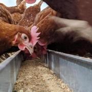 Poultry farms are being urged to reduce phosphate levels in laying units