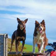 This pair of dogs have found the perfect perch to keep look out for Chris Stewart