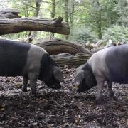 Numbers of Saddleback pigs are falling