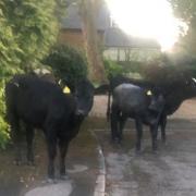 The cows that were spotted in North Buckinghamshire started to really milk the situation