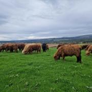 Jock Gibson's cattle grazing in their rotational system