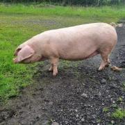 British Lop gilts sold to £365 at Dumfries