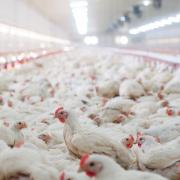 Gut health and performance in broilers can be improved