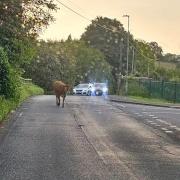 The beef animal is on the loose in Summehill.