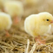 Sustainably sourced origins of soya is now available for young chick and piglet diets