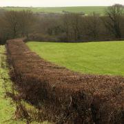 The Management of Hedgerows (England) Regulations 2024 has become law