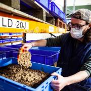 Insects for animal feed are fed food waste
