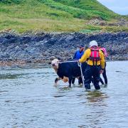 The RNLI helped rescue the stranded cow
