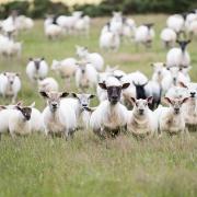 The FTA is unlikely to affect UK sheep exports to the continent  Ref:RH100723049  Rob Haining / The Scottish Farmer