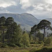 Scotland's rainforest - Loch Arkaig. Pic by Woodland Trust Scotland media library.