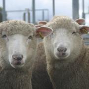 The mandatory electronic traceability system for sheep and goats New South Wales is aiming towards January 1, 2025, when the whole of Australia will go electronic for sheep