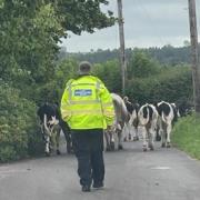Cows obstructing the road near Wincanton