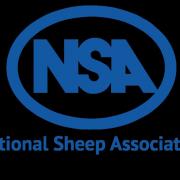 NSA Welsh Sheep