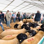 Plenty activity out back of the Suffolk ring as potential buyers look for stock   Ref:RH080923071  Rob Haining / The Scottish Farmer...