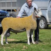 Ian Smith, West Bolton topped the traditional type with this £11,000 shearling sale  Ref:RH080923126  Rob Haining / The Scottish Farmer...