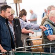 Final look in the pens before the sale starts Ref:RH080923034  Rob Haining / The Scottish Farmer...