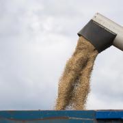 Wheat imports are up for milling