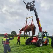 Exmouth and Buckfastleigh fire crews rescued the horse from a ditch